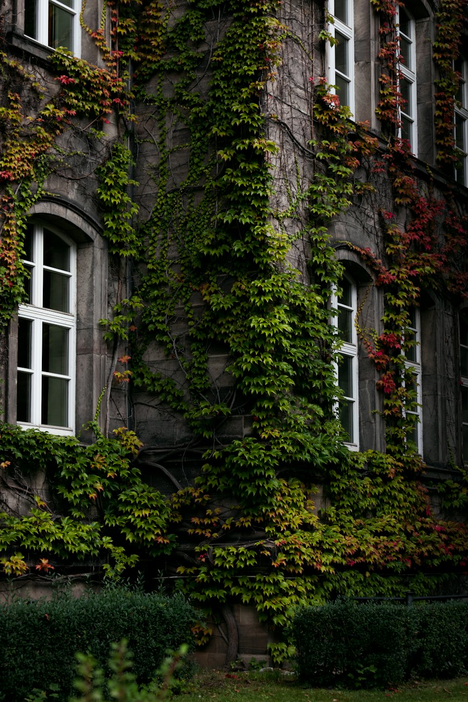 Façade de bâtiment en pierre recouverte de lierre avec des fenêtres à cadre blanc.